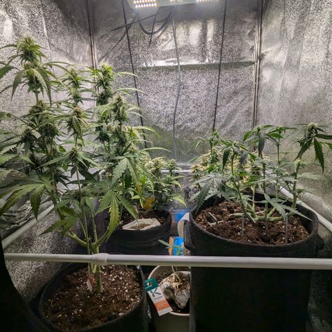 Gundula growlog timeline photo