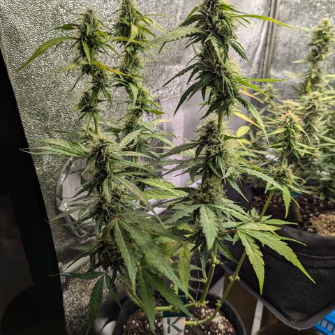 Gundula growlog timeline photo