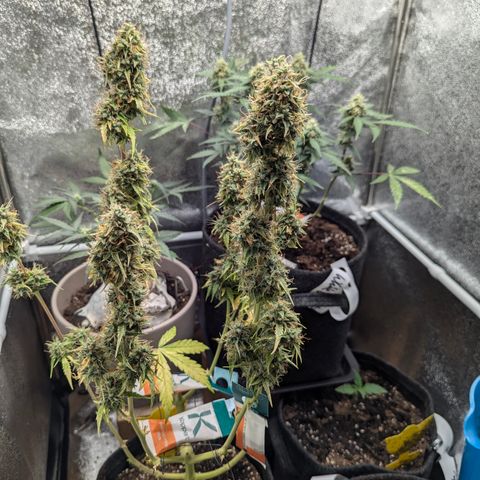 Gundula growlog timeline photo