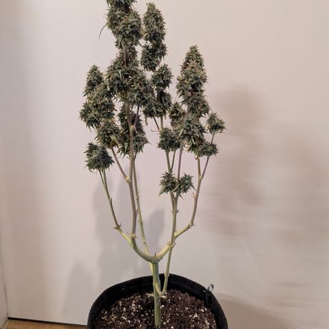 Gundula growlog timeline photo