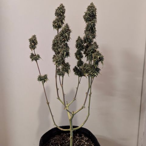 Gundula growlog timeline photo