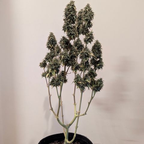 Gundula growlog timeline photo