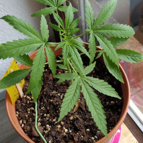 Girl Scout Cookies Auto growlog timeline photo