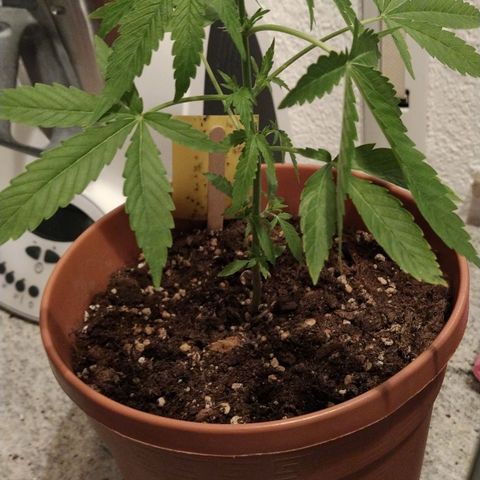 Girl Scout Cookies Auto growlog timeline photo