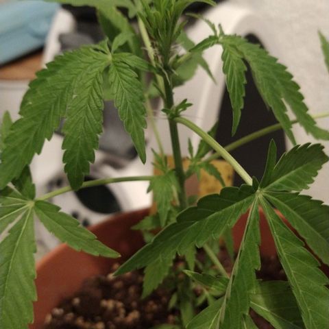 Girl Scout Cookies Auto growlog timeline photo