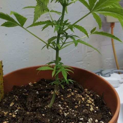 Girl Scout Cookies Auto growlog timeline photo