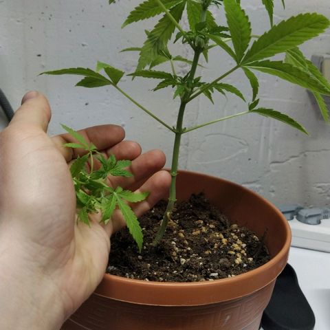 Girl Scout Cookies Auto growlog timeline photo