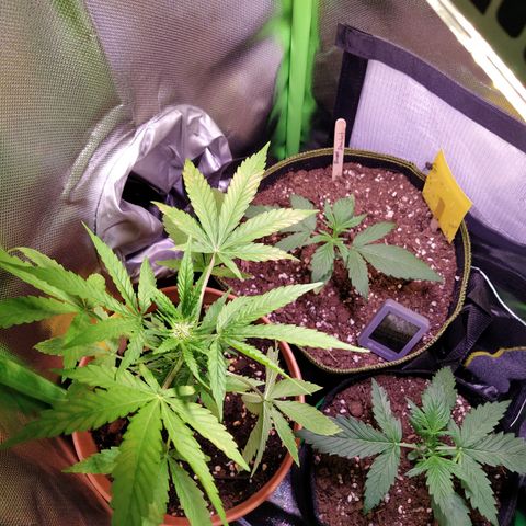 Girl Scout Cookies Auto growlog timeline photo