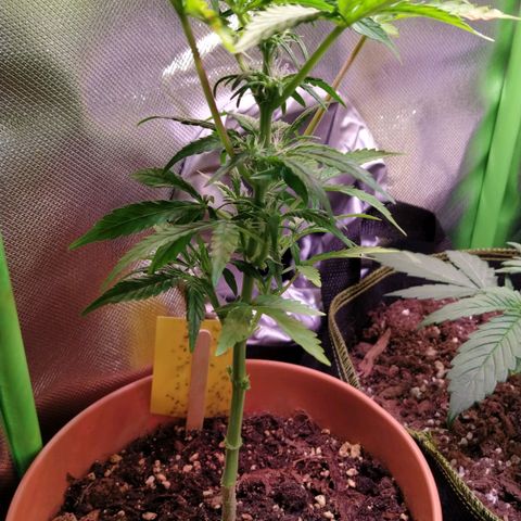 Girl Scout Cookies Auto growlog timeline photo