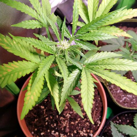 Girl Scout Cookies Auto growlog timeline photo