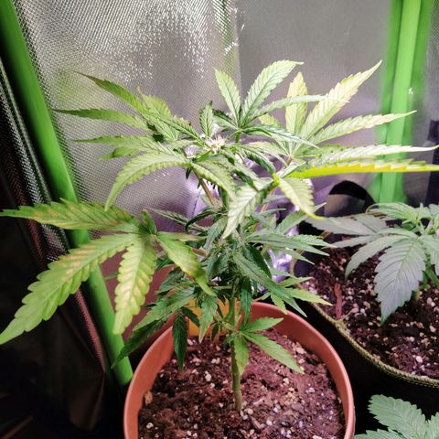 Girl Scout Cookies Auto growlog timeline photo