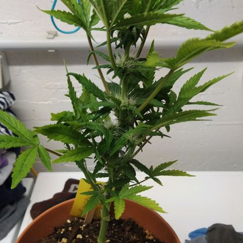 Girl Scout Cookies Auto growlog timeline photo
