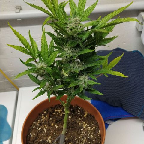 Girl Scout Cookies Auto growlog timeline photo