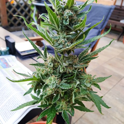 Girl Scout Cookies Auto growlog timeline photo