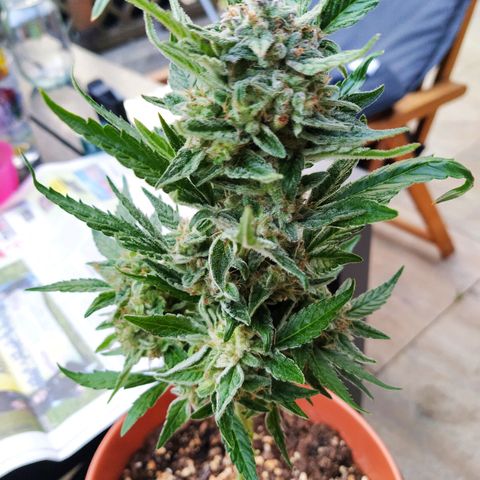 Girl Scout Cookies Auto growlog timeline photo