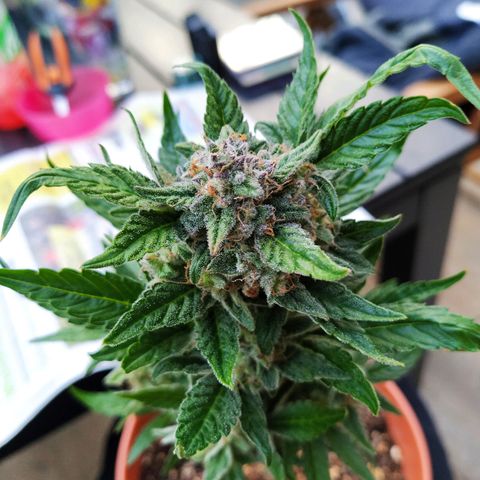 Girl Scout Cookies Auto growlog timeline photo
