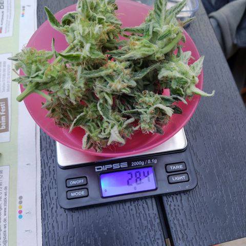 Girl Scout Cookies Auto growlog timeline photo