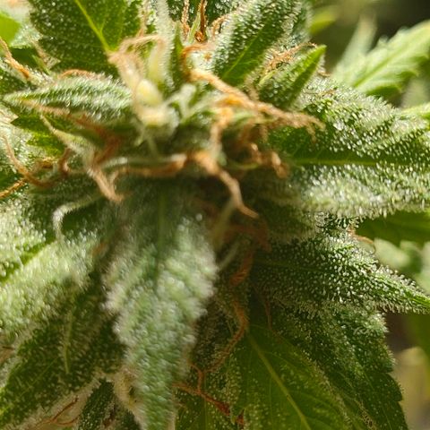 Gelato growlog timeline photo
