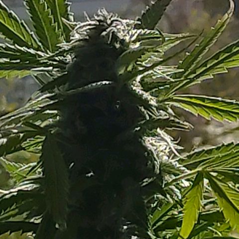 Gelato growlog timeline photo