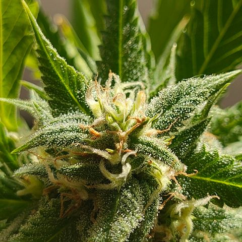Gelato growlog timeline photo