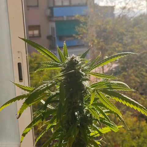 Gelato growlog timeline photo
