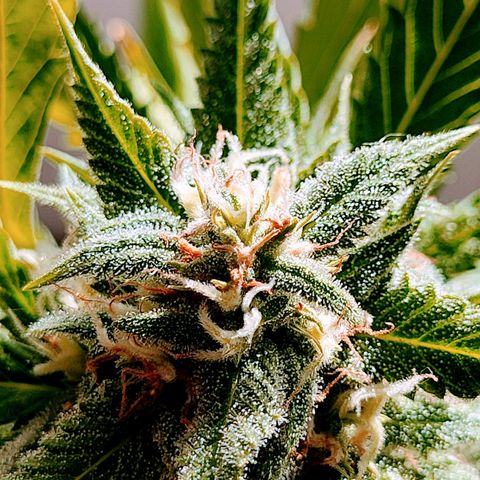 Gelato growlog timeline photo