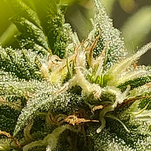 Gelato growlog timeline photo