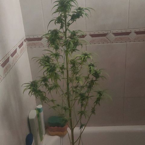 Gelato growlog timeline photo