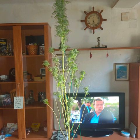 Gelato growlog timeline photo