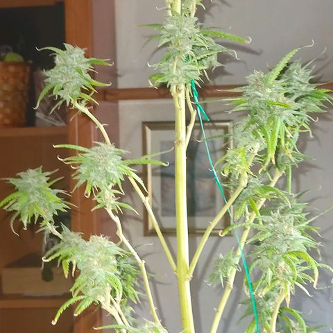 Gelato growlog timeline photo