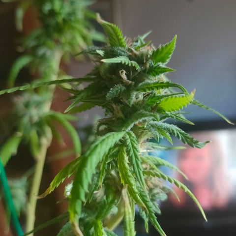 Gelato growlog timeline photo
