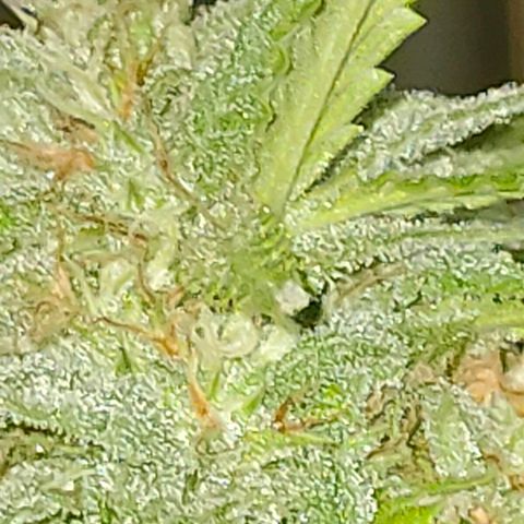 Gelato growlog timeline photo