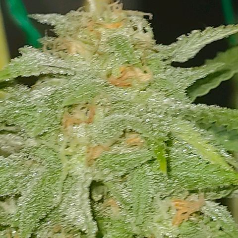Gelato growlog timeline photo