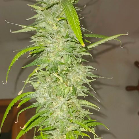 Gelato growlog timeline photo