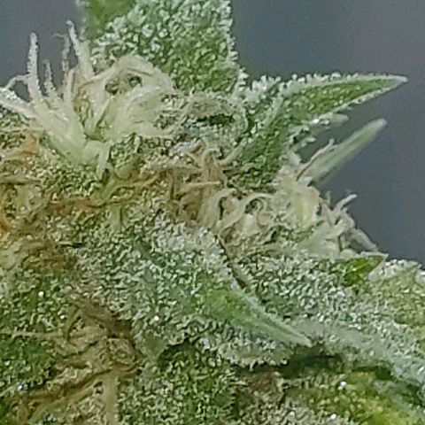 Gelato growlog timeline photo