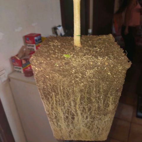 Gelato growlog photo: Cortada maricuda y lista para secar ...buenos humos nos esperan 