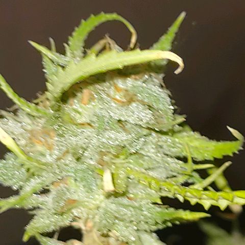 Gelato growlog photo: Cortada maricuda y lista para secar ...buenos humos nos esperan 