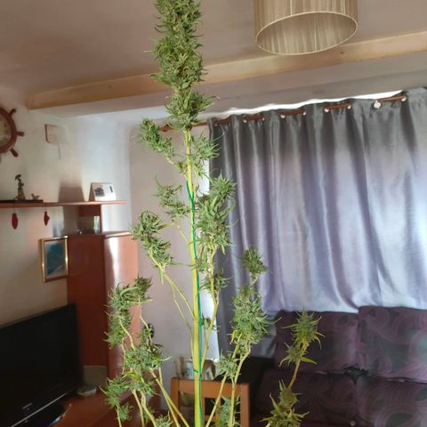 Gelato growlog photo: Cortada maricuda y lista para secar ...buenos humos nos esperan 