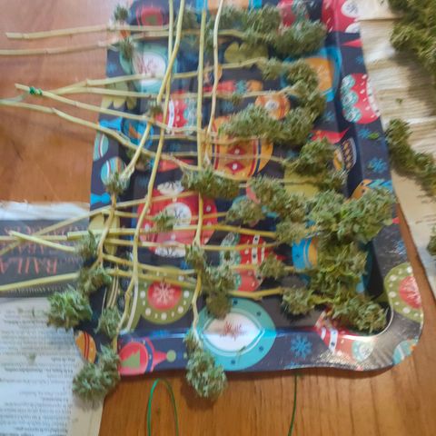 Gelato growlog photo: Cortada maricuda y lista para secar ...buenos humos nos esperan 
