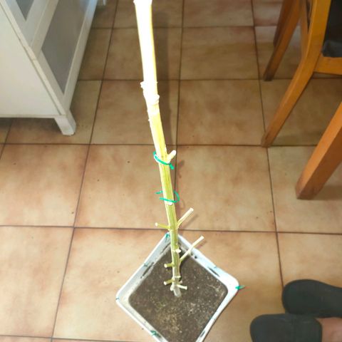 Gelato growlog photo: Cortada maricuda y lista para secar ...buenos humos nos esperan 