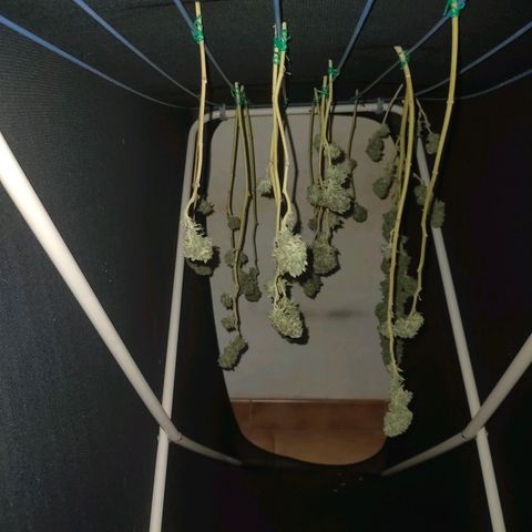 Gelato growlog photo: Cortada maricuda y lista para secar ...buenos humos nos esperan 