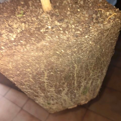 Gelato growlog photo: Cortada maricuda y lista para secar ...buenos humos nos esperan 