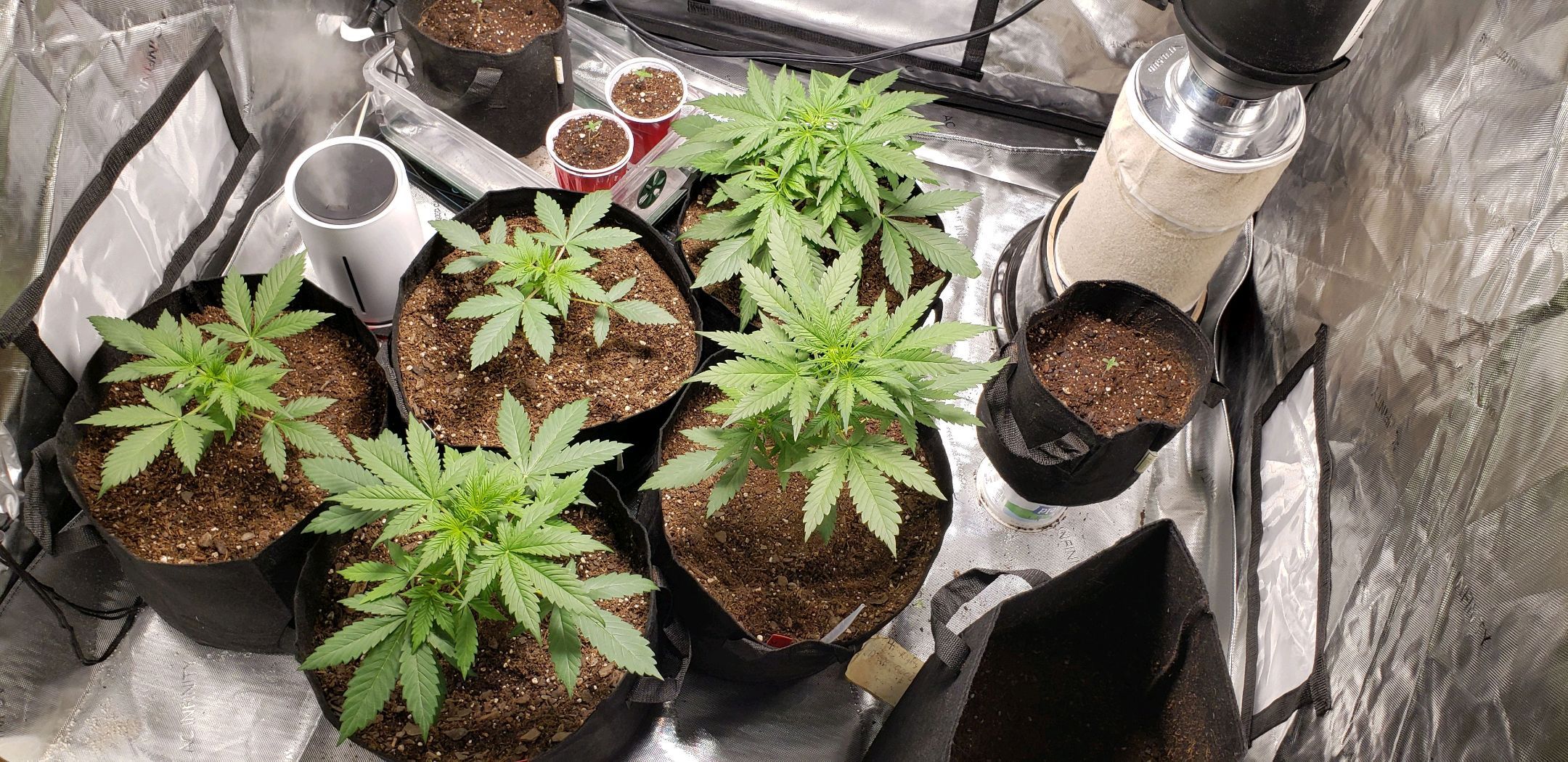 GSCE 4 Righty growlog header