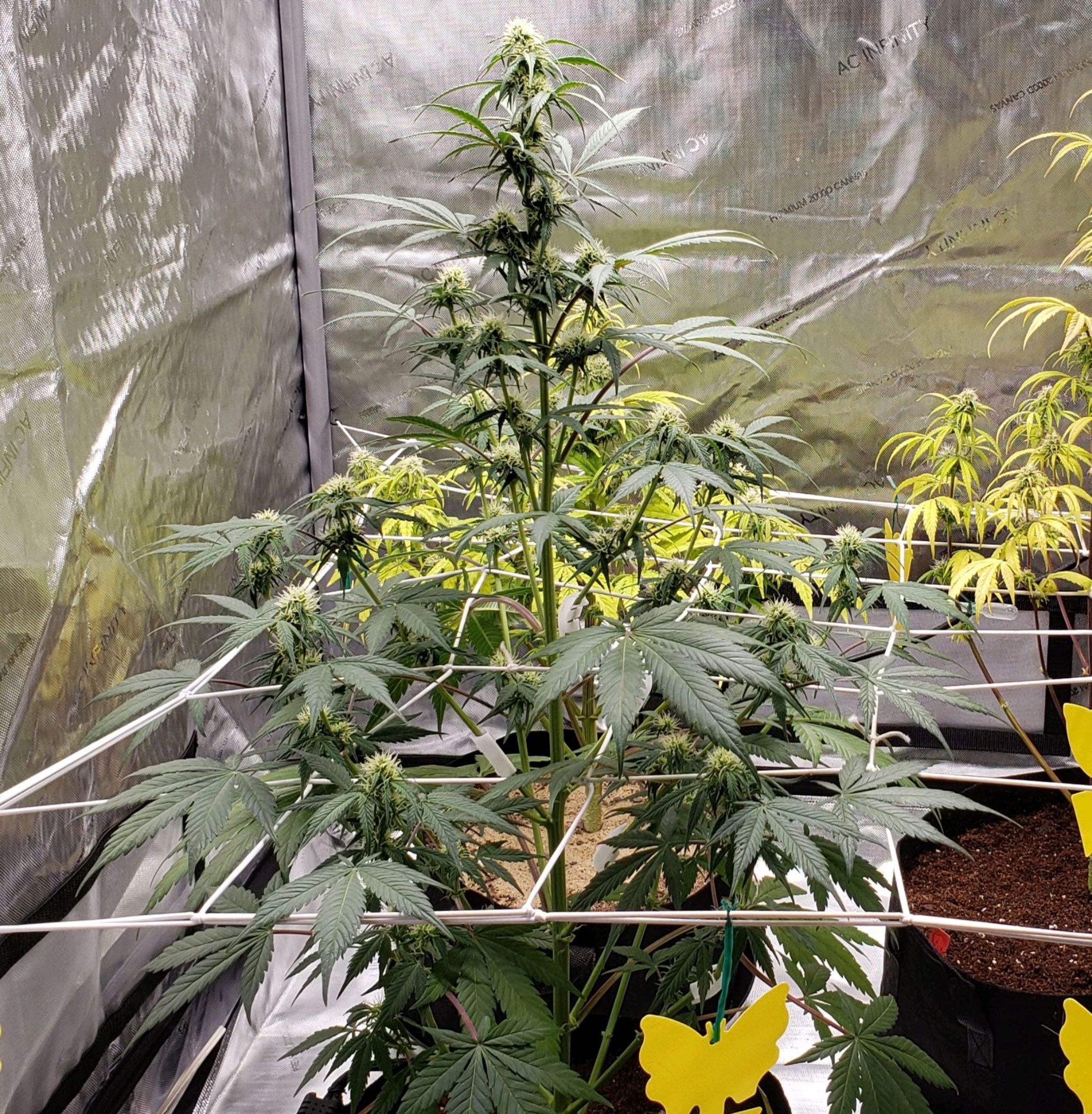 GSCE 5 Stumpy far Left growlog header