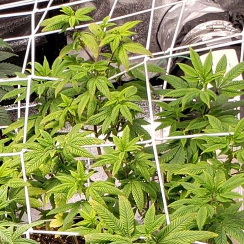 GG4 #1 Righty growlog timeline photo