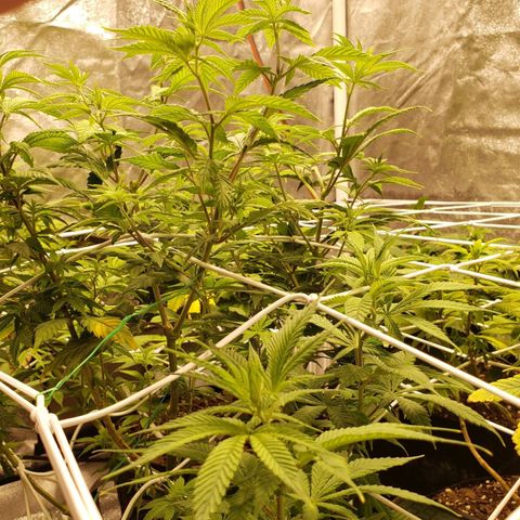 WW #1 Front growlog timeline photo