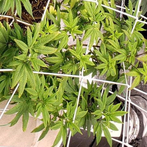 GG4 #1 Righty growlog timeline photo