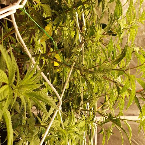 WW #1 Front growlog timeline photo
