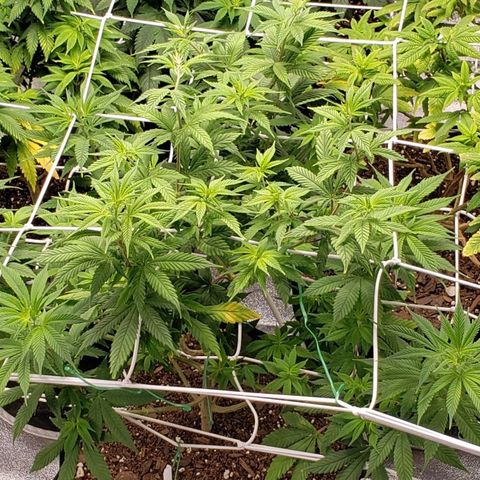 WW #1 Front growlog timeline photo