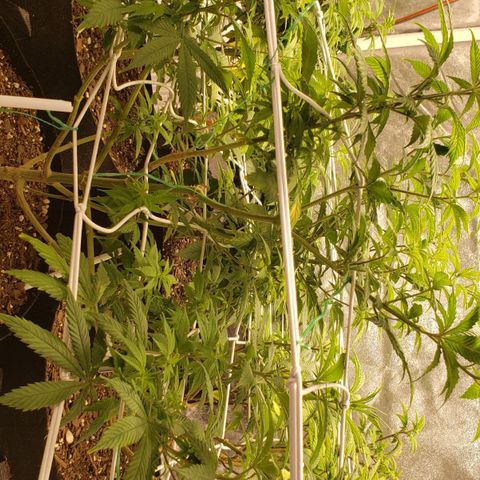 WW #1 Front growlog timeline photo